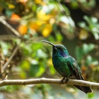 OS-Gary-Larsen-Green-Violet-ear-Hummingbird