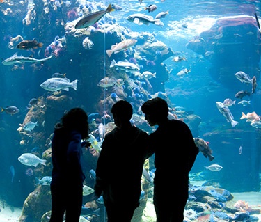 Aquarium by Chris Kibre
